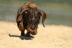 running wirehaired Dachshund
