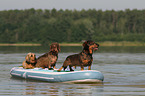 3 wirehaired Dachshunds