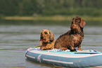 2 wirehaired Dachshunds