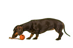 Dachshund in front of white background