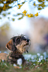 young Dachshund