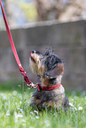 young Dachshund