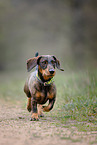 walking Dachshund