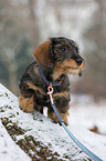 young Dachshund