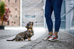 young Dachshund