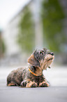 young Dachshund