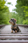young Dachshund