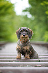 young Dachshund