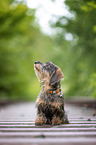 young Dachshund