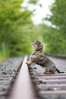 young Dachshund