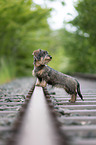 young Dachshund
