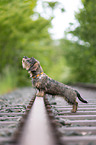 young Dachshund