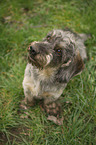 sitting Dachshund