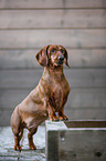 Dachshund