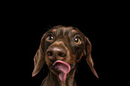 Dachshund in front of black background
