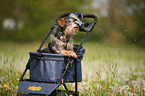 Dachshund