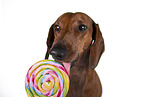 Dachshund Portrait