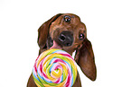 Dachshund Portrait