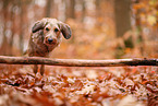 Dachshund in autumn