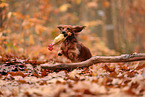 longhaired Dachshund in autumn