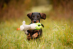 Dachshund in autumn