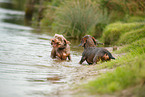 2 Dachshunds