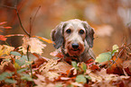 Dachshund in autumn