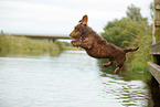 jumping Dachshund