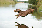 jumping Dachshund