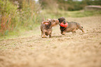 2 Dachshunds