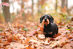 Dachshund in autumn