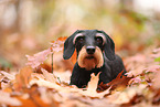 Dachshund in autumn