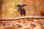 PC Dachshunds