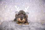 wirehaired Dachshund at christmas