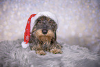 wirehaired Dachshund at christmas