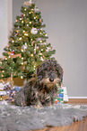 wirehaired Dachshund at christmas