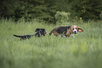 2 dogs
