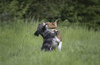 2 dogs