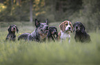dog pack