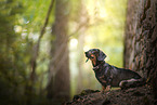 Dachshund