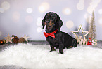 Dachshund between christmas decoration