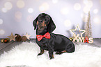 Dachshund between christmas decoration