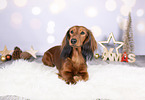 Dachshund between christmas decoration