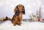 Dachshund between christmas decoration