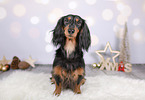 Dachshund between christmas decoration