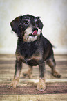 Dachshund