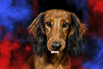 longhaired Dachshund