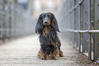 male Dachshund