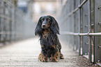 male Dachshund