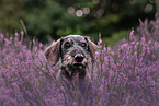 Dachshund in the summer